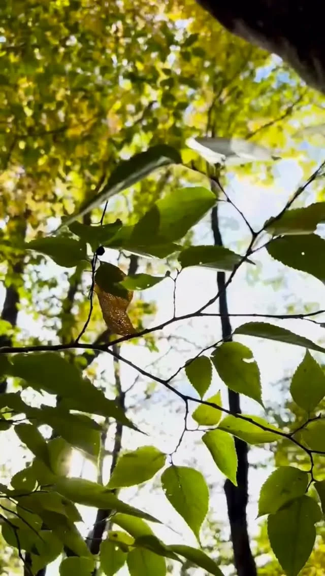 ありがとうございました🕊️

おとぎの森deサクラビmarché
vol.8

会場はたくさんの
素敵な装飾で彩られ
サクラビmarchéの世界に
どっぷり浸った1日

POKKEも
葉っぱの絨毯の上に
小さなお店をひらきました🚪✨
森の中でお店ができるのが
屋号を体現できているようで
ほんとにほんとに嬉しかった‼︎

はじめましてのお客様
いつも会いにきてくれるお客様
以前フライヤーをお渡ししたお客様との再会
前回のサクラビmarchéぶりに
お会いできたお客様もいっぱい♡

「ポッケをめがけて来ました」
「今日も着けてます」
「一目惚れしちゃいました」
「クリスマスに玄関に飾ります」
などなど
嬉しいお言葉をいっぱいいただいて
感激で胸がいっぱいになりました。

ポッケのブースにお立ち寄りくださった皆様
ご購入くださった皆様
本当にありがとうございました。

そして、素敵な空間を作り上げてくれた
主催のゆうちゃん&りえちゃん
ラビ子ちゃんやPメンズなど
関わってくださった皆様
本当にありがとうございました。
@sakurabbit620 さま
@melo.deon さま

優しい時間の流れる
素敵な1日にまだまだ余韻に浸っています♡

#木の実アレンジ 
#イベント出店