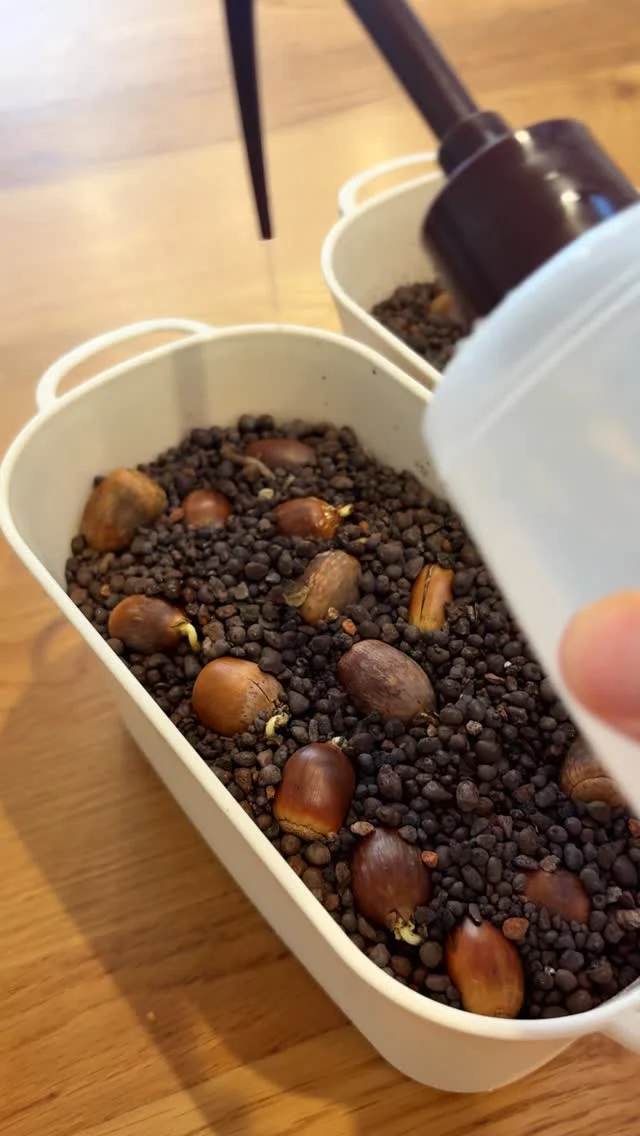 わが家のどんぐりちゃん

美濃市の森林ボランティアクラブで
山や森について学ぶ機会があり
大好きなどんぐりを通じて
もっとたくさんの人に
自然の美しさをつないでいきたい
という想いが強くなっています。

自然の持つ
”強さ・美しさ“
“森の優しい空気”を
みなさんにお届けするには
どんな形があるかなぁ

そんなことを模索しながら
新しく試みているのが...

「どんぐりの水耕栽培」

まだまだ始めたばかりですが
優しい緑に癒される日々です。

まずは自分で育ててみて
もう少し経験や工夫が必要なので
まだ販売できる段階ではないのですが

来年か再来年には
販売できたらいいなと頑張っています
ひと足先にリールで
幸せのお裾分けです🌿

日差しを浴びてすくすく育つ
どんぐりちゃんが私の最近の癒し♡

可愛いでしょ

Chiemi

.
.
.

⚘出店イベント

𓍯サンデービルヂングマーケット
日時:2026年4月19日(日)
11:00~16:00
場所:岐阜県岐阜市柳ヶ瀬商店街
( @sundaybldg.mkt さま)

𓍯余白マルシェ
日時:2026年4月29日(水)
10:00〜16:00
場所:せきてらす
岐阜県関市平和通４丁目12番地1
( @yohaku.marche さま)

𓍯杜の宮市
日時:2026年5月3日（日）
10:00〜16:00
場所:真清田神社境内　等
愛知県一宮市真清田1丁目2番1号
（ @morinomiyaichi さま）

𓍯ヒサヤマーケット
日時:2026年5月10日（日）
11:00〜15:00
場所: Hisaya-odori Park zone1
  シバフヒロバ
名古屋市中区丸の内3丁目6
（ @hisayamarket_official さま）

𓍯セキ日和
日時:2026年5月30日（土）
10:00〜16:00
場所: 関市本町通り3丁目～8丁目　等
（ @sekibiyori さま）

#どんぐり
#水耕栽培
#水耕栽培している人と繋がりたい