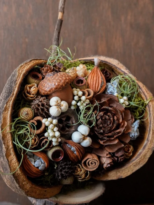 ブッダナッツ

クセが強い形の子たち🥜

その特徴を活かして、
ワイルドにゴツゴツ木の実を
アレンジしました。

こういう雰囲気も可愛い🫶

aika
.
.
.

⚘出店イベント

𓍯サンデービルヂングマーケット
日時:2026年4月19日(日)
11:00~16:00
場所:岐阜県岐阜市柳ヶ瀬商店街
( @sundaybldg.mkt さま)

𓍯余白マルシェ
日時:2026年4月29日(水)
10:00〜16:00
場所:せきてらす
岐阜県関市平和通４丁目12番地1
( @yohaku.marche さま)

𓍯杜の宮市
日時:2026年5月3日（日）
10:00〜16:00
場所:真清田神社境内　等
愛知県一宮市真清田1丁目2番1号
（ @morinomiyaichi ）

𓍯ヒサヤマーケット
日時:2026年5月10日（日）
11:00〜15:00
場所: Hisaya-odori Park zone1
  シバフヒロバ
名古屋市中区丸の内3丁目6
（ @hisayamarket_official ）

𓍯セキ日和
日時:2026年5月30日（土）
10:00〜16:00
場所: 関市本町通り3丁目～8丁目　等
（ @sekibiyori ）

#ブッダナッツ
#木の実雑貨
#ナチュラルインテリア